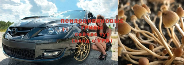 мяу мяу мука Абаза